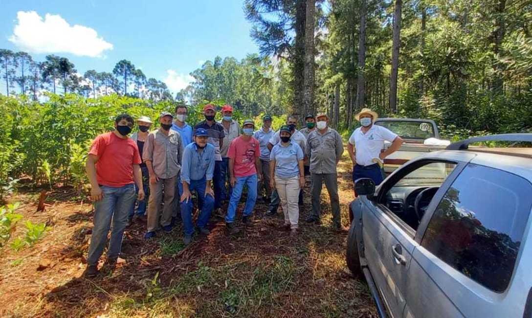 Imagen de &iquest;C&oacute;mo mejorar la cosecha de yerba mate?
