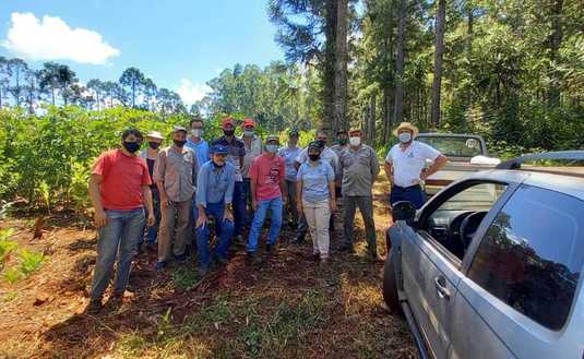 Imagen de &iquest;C&oacute;mo mejorar la cosecha de yerba mate?