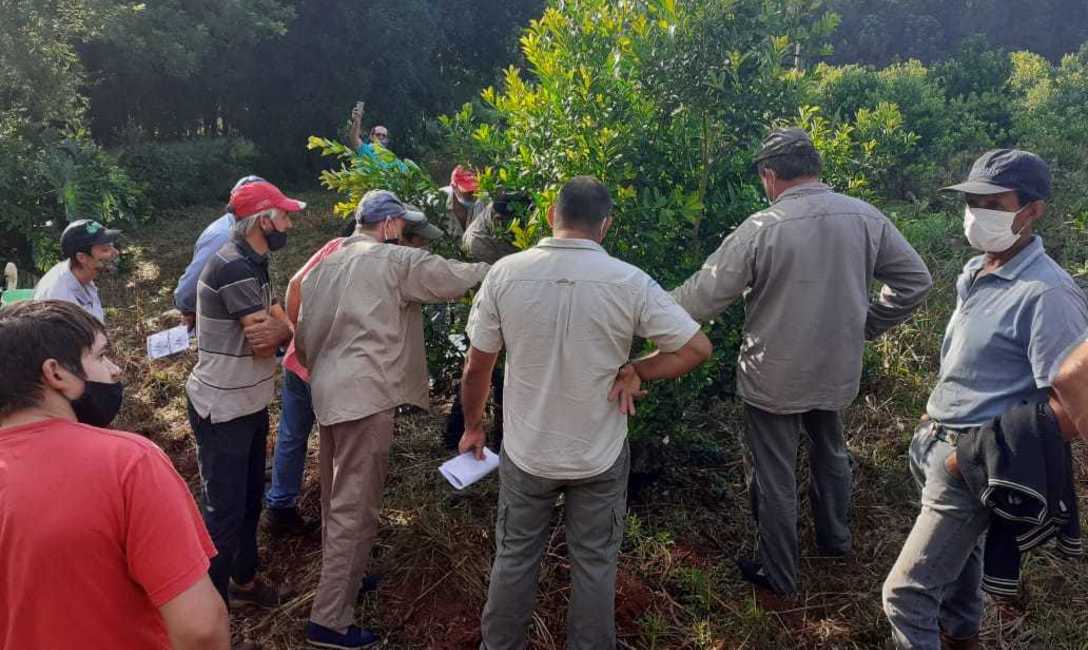 Imagen de &iquest;C&oacute;mo mejorar la cosecha de yerba mate?