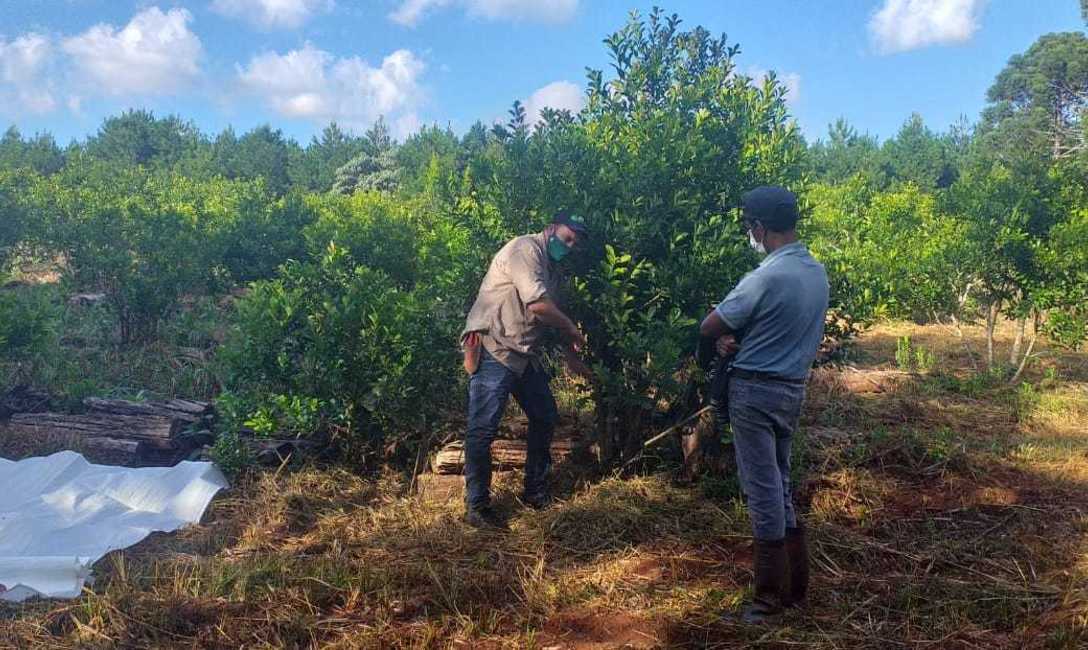 Imagen de &iquest;C&oacute;mo mejorar la cosecha de yerba mate?