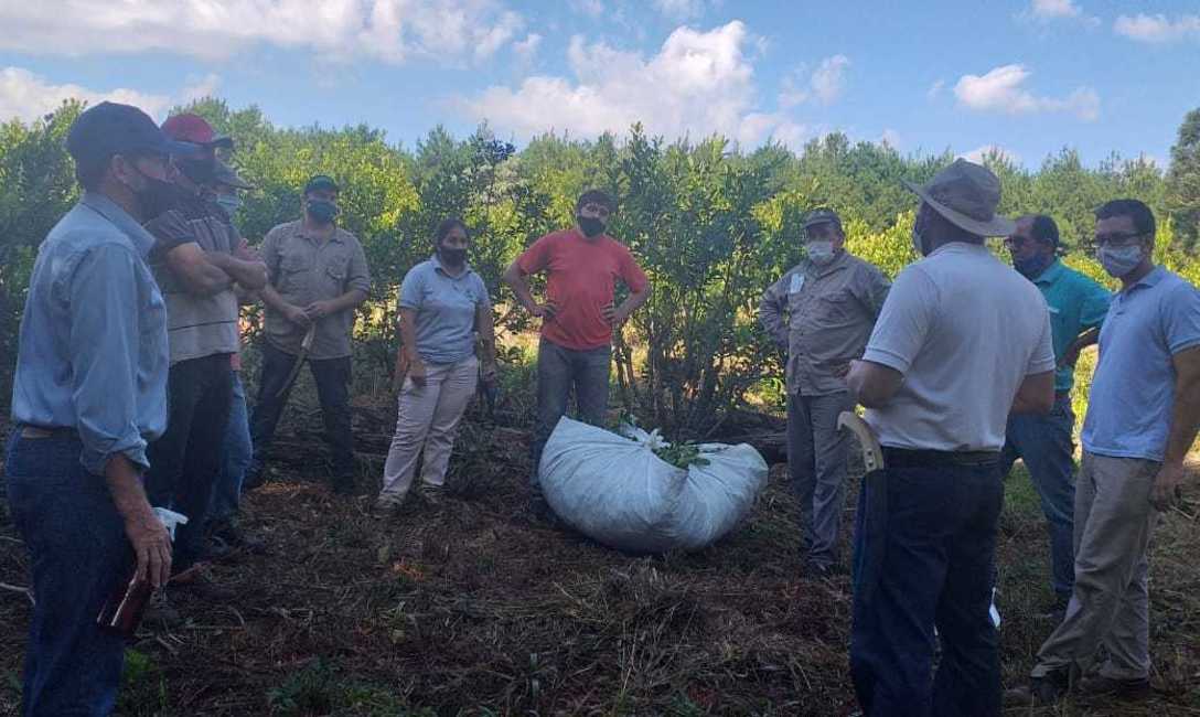 Imagen de &iquest;C&oacute;mo mejorar la cosecha de yerba mate?