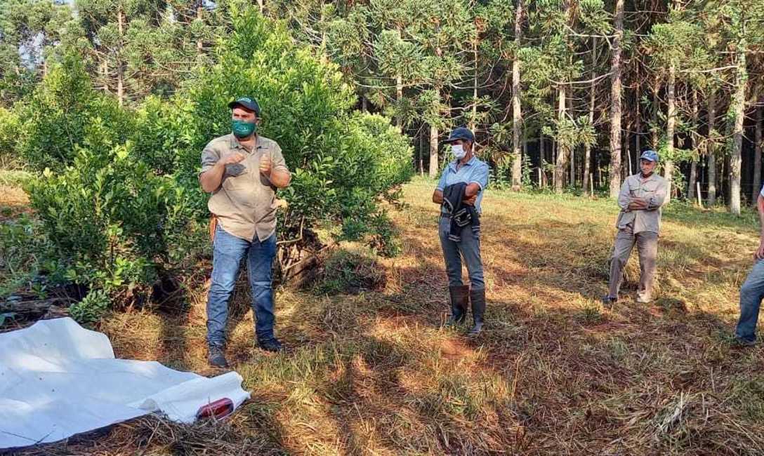 Imagen de &iquest;C&oacute;mo mejorar la cosecha de yerba mate?