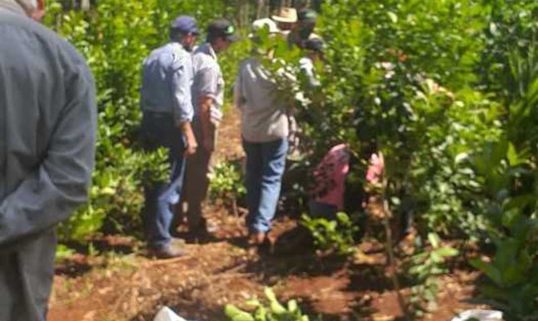 Imagen de &iquest;C&oacute;mo mejorar la cosecha de yerba mate?