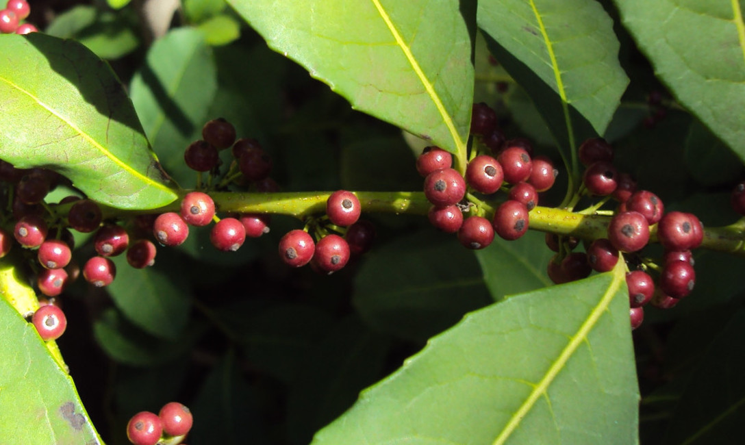 Imagen de Fruto de la yerba mate