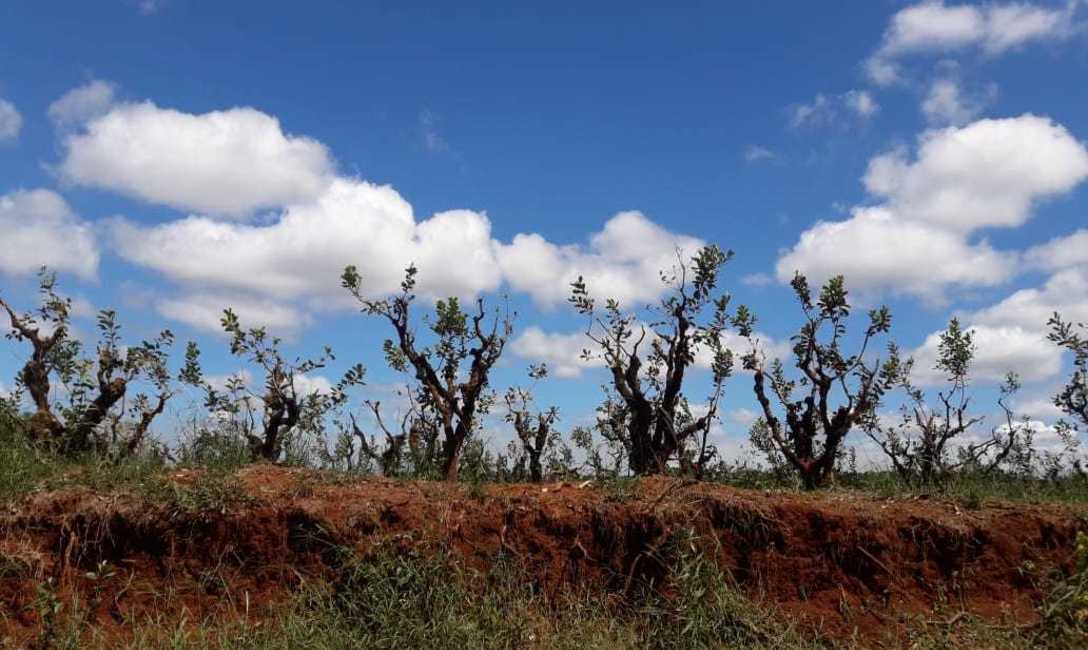 Sin hojas, la planta queda desprotegida y sufre el da&ntilde;o del sol directo y de las heladas. Foto tomada por Mara Schedler, Arist&oacute;bulo del Valle, marzo 2021.