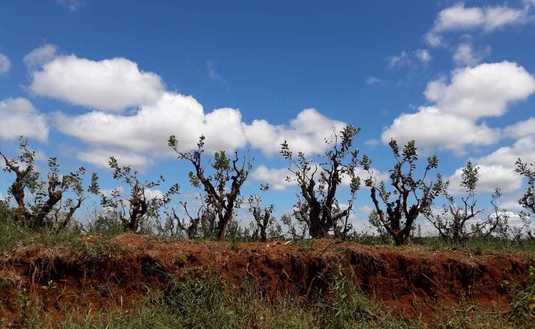Sin hojas, la planta queda desprotegida y sufre el da&ntilde;o del sol directo y de las heladas. Foto tomada por Mara Schedler, Arist&oacute;bulo del Valle, marzo 2021.
