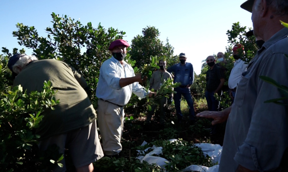Imagen de Cosecha de rama madura, una alternativa interesante en la producci&oacute;n de yerba mate