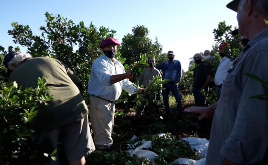 Imagen de Cosecha de rama madura, una alternativa interesante en la producci&oacute;n de yerba mate