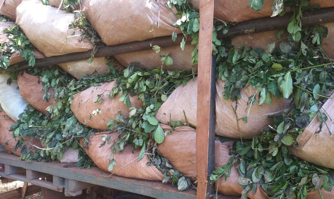 Imagen de El INYM decomis&oacute; seis toneladas de hoja verde sin documentaci&oacute;n