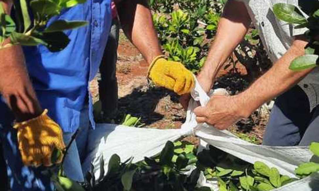 Imagen de La capacitación técnica del INYM también llega a estudiantes de la EFA Imagen de La capacitación técnica del INYM también llega a estudiantes de la EFA