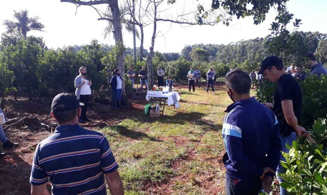 Imagen de C&oacute;mo mejorar el yerbal, en Florentino Ameghino