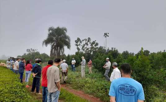 Imagen de Poda de rama madura para cosechas productivas en Guaran&iacute;