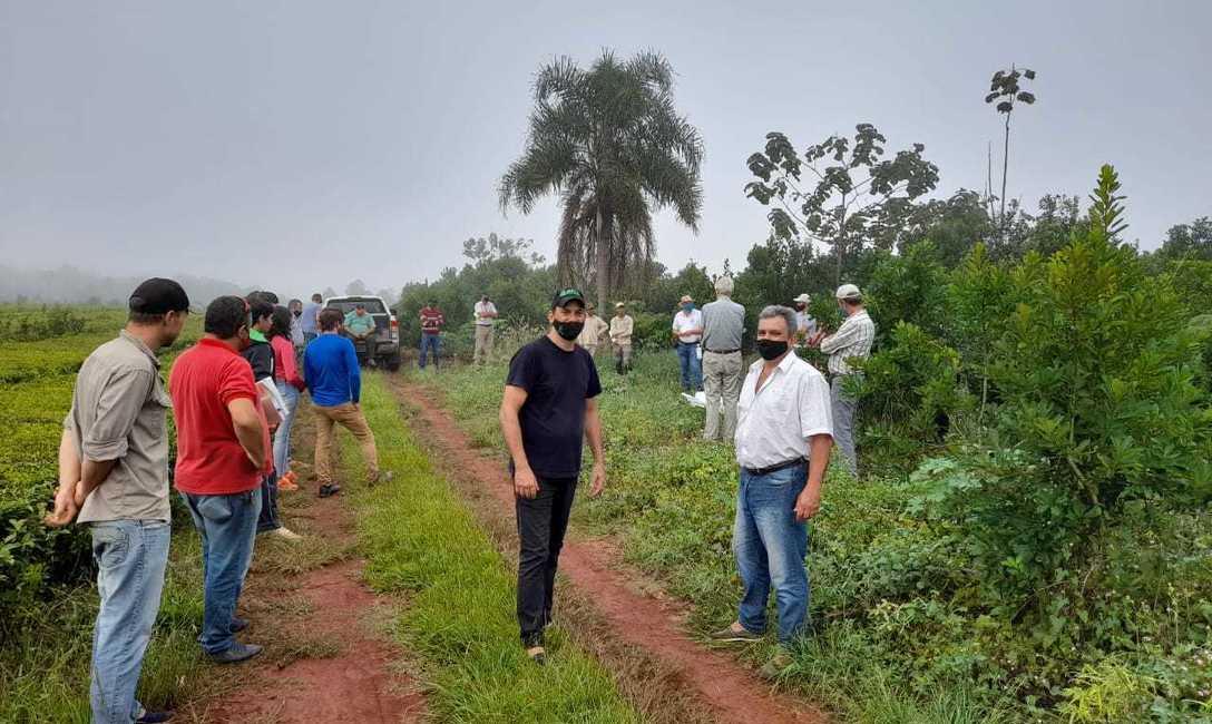 Imagen de Poda de rama madura para cosechas productivas en Guaran&iacute;