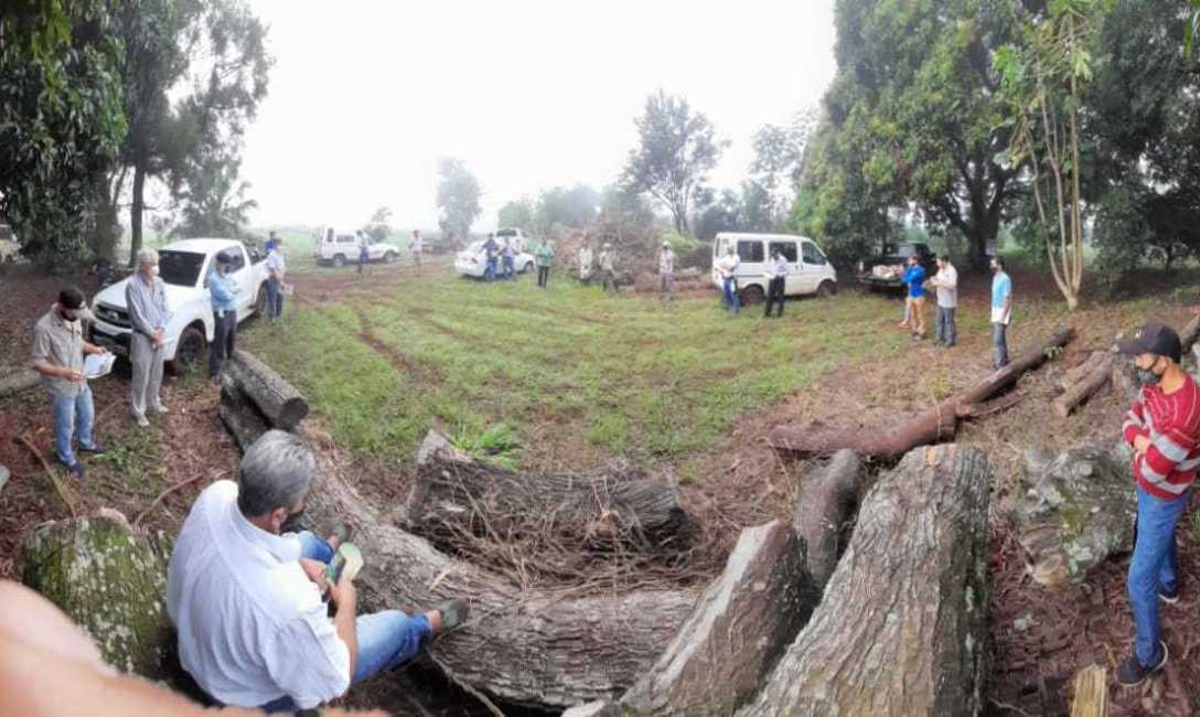 Imagen de Poda de rama madura para cosechas productivas en Guaran&iacute;