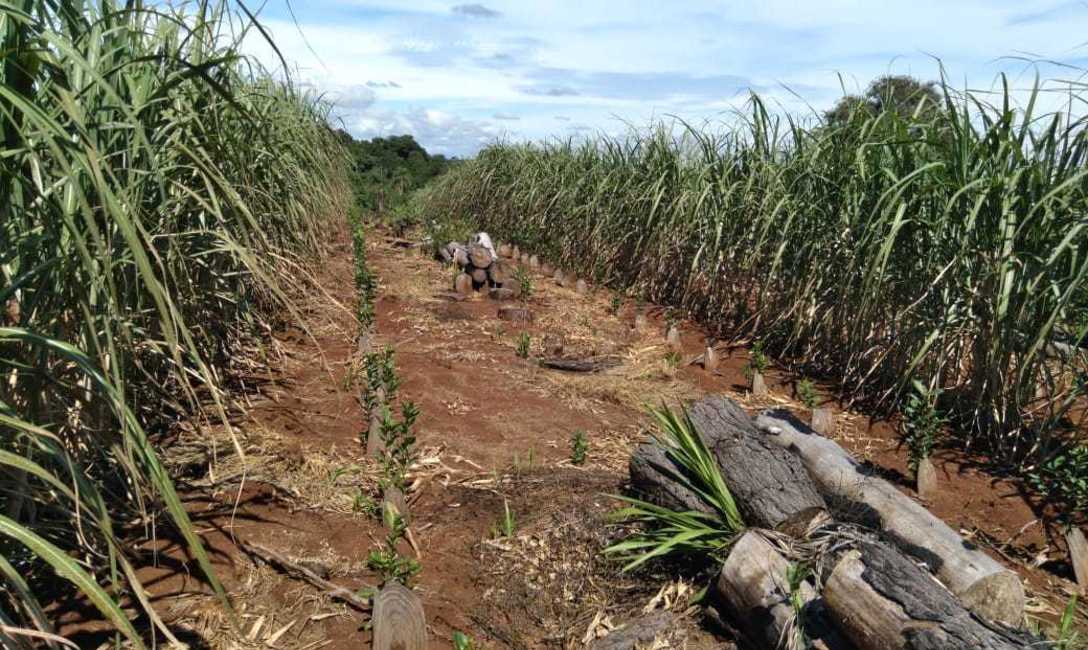 Imagen de En San Pedro, el productor Kugle apuesta a la yerba con t&eacute;cnicas conservacionistas