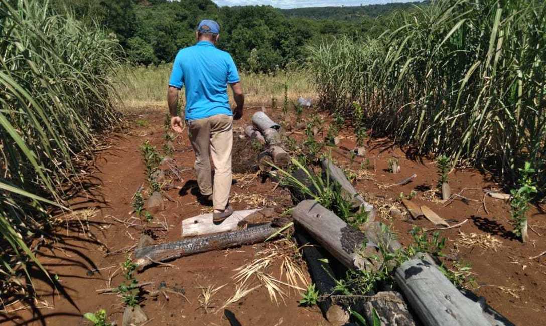 Imagen de En San Pedro, el productor Kugle apuesta a la yerba con t&eacute;cnicas conservacionistas