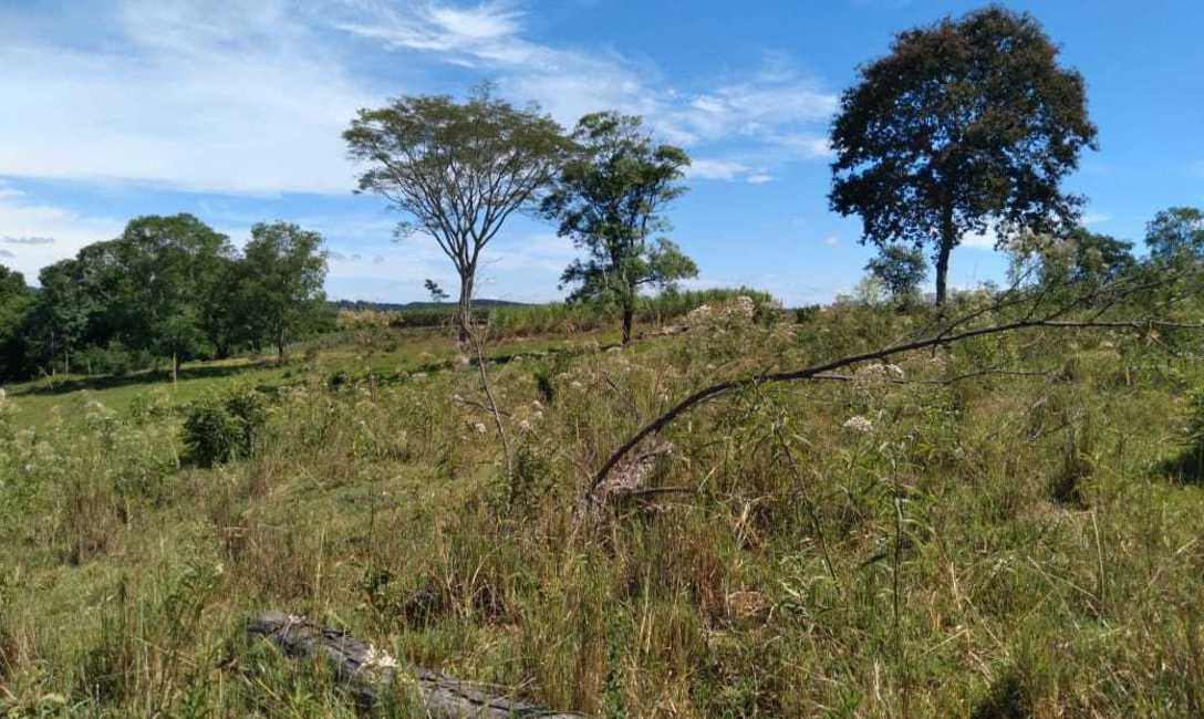 Imagen de En San Pedro, el productor Kugle apuesta a la yerba con t&eacute;cnicas conservacionistas