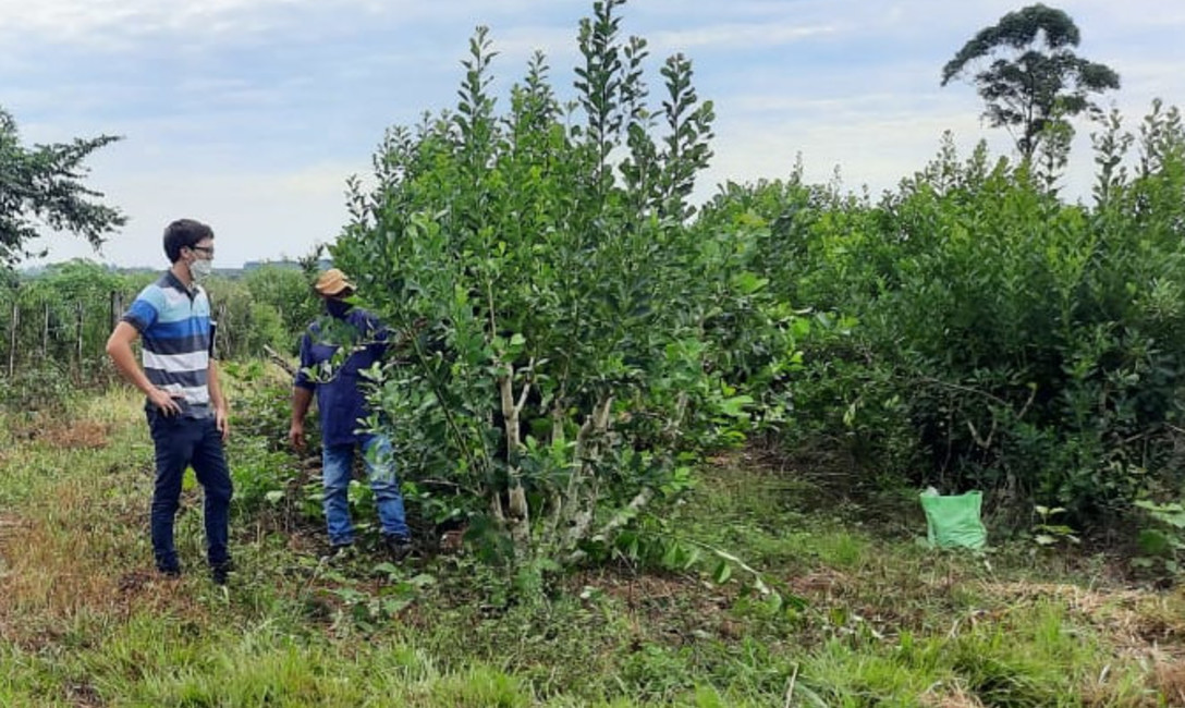 Imagen de Jornada yerbatera en la chacra de M&aacute;rquez