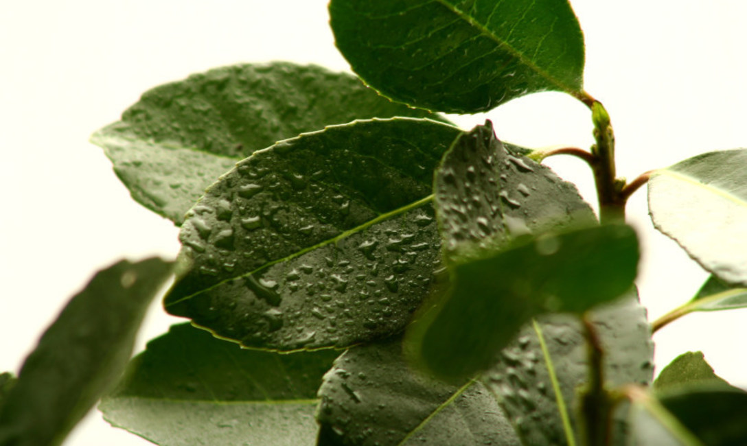Imagen de Se impulsa la posibilidad de aplicar bio insumos en yerba mate