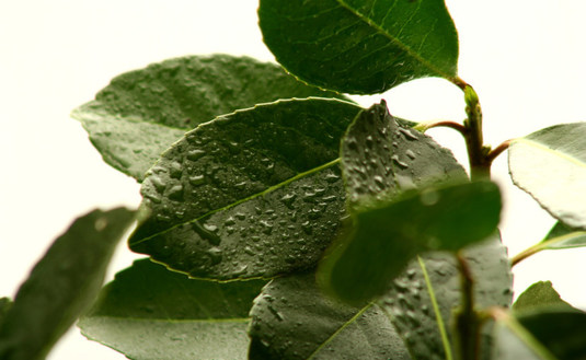 Imagen de Se impulsa la posibilidad de aplicar bio insumos en yerba mate