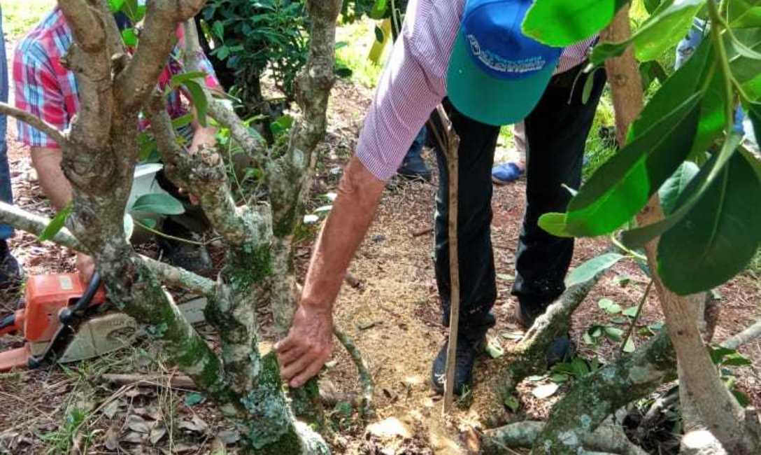 Imagen de Jornada de yerba mate con productores, estudiantes y docentes de la IEA