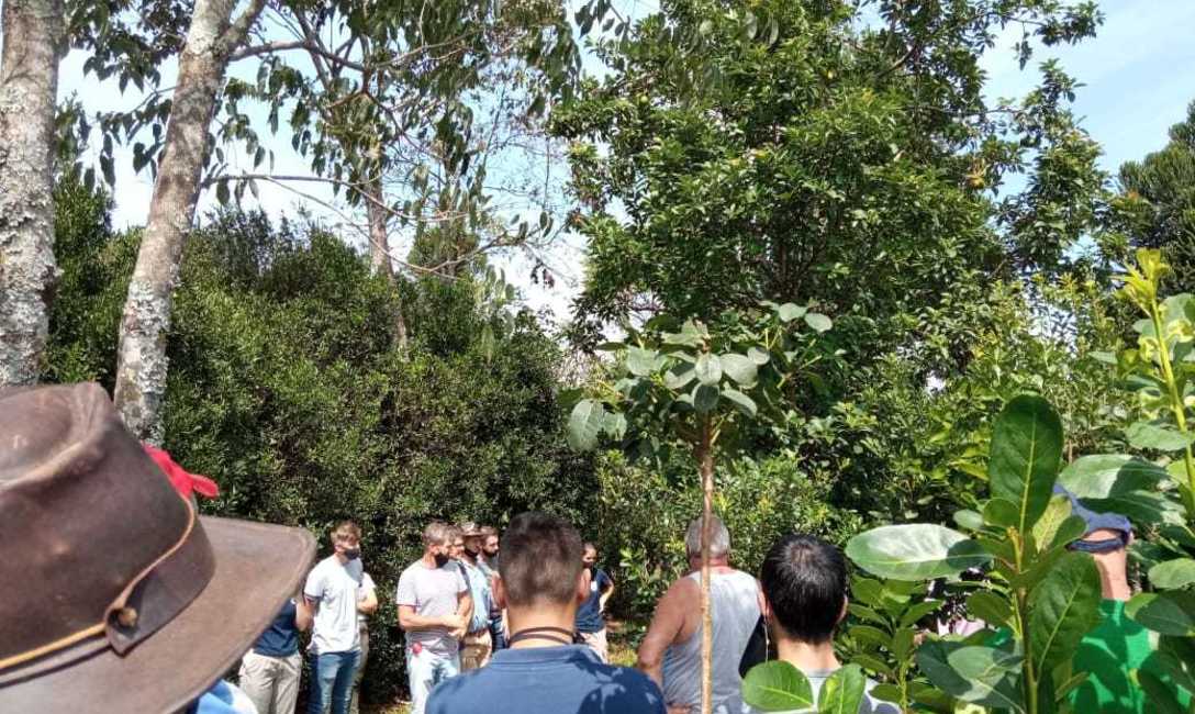 Imagen de Jornada de yerba mate con productores, estudiantes y docentes de la IEA