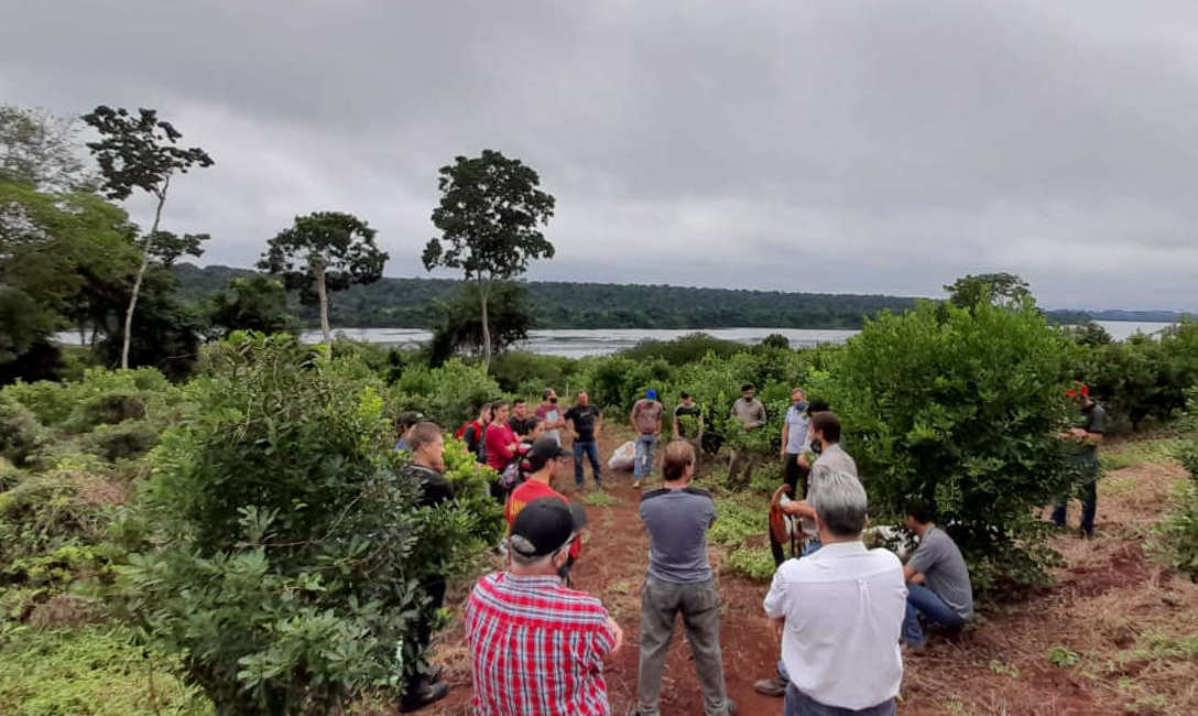 Imagen de �La t&eacute;cnica de poda que promueve el INYM permite aumentar a&ntilde;o a a&ntilde;o los rendimientos de cosecha�