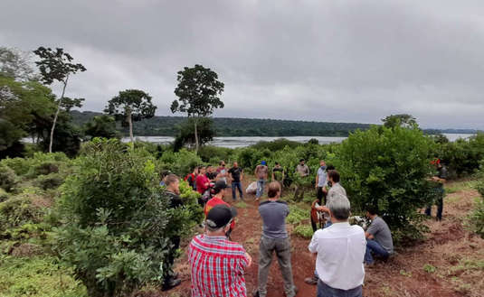 Imagen de �La t&eacute;cnica de poda que promueve el INYM permite aumentar a&ntilde;o a a&ntilde;o los rendimientos de cosecha�