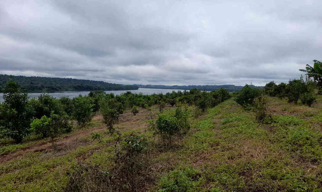 Imagen de �La t&eacute;cnica de poda que promueve el INYM permite aumentar a&ntilde;o a a&ntilde;o los rendimientos de cosecha�