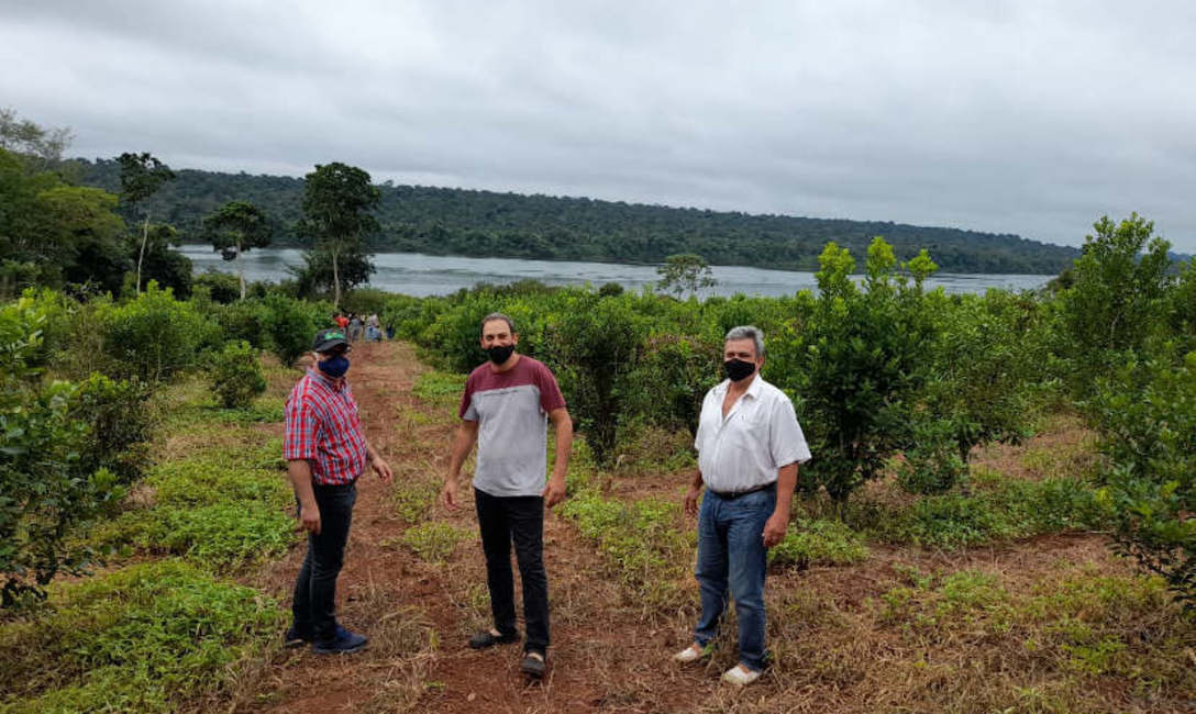 Imagen de �La t&eacute;cnica de poda que promueve el INYM permite aumentar a&ntilde;o a a&ntilde;o los rendimientos de cosecha�