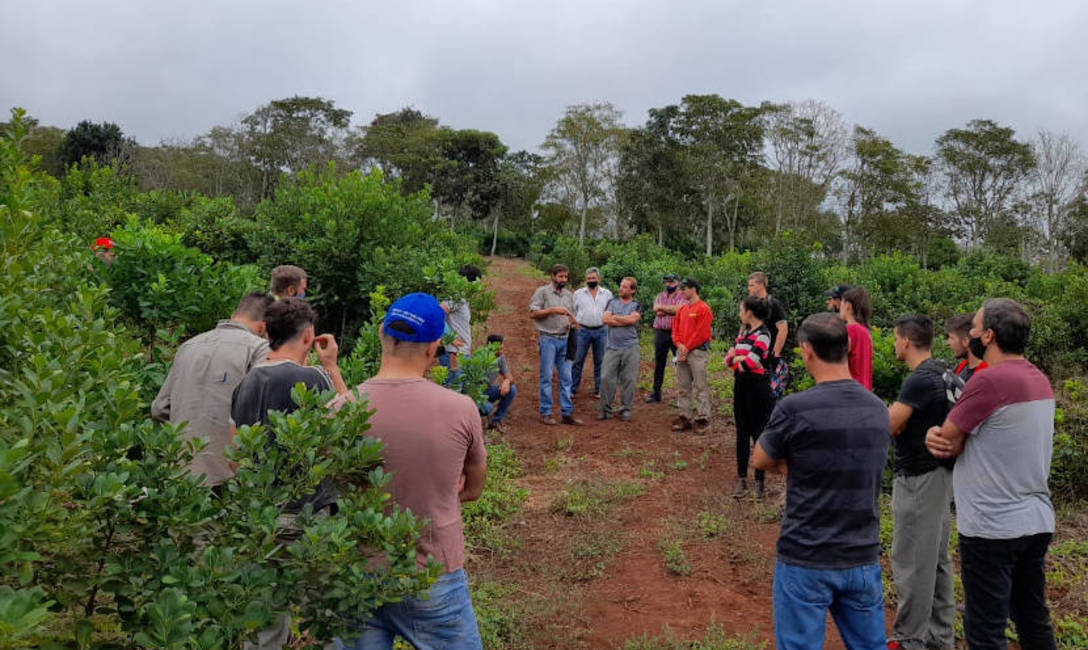Imagen de �La t&eacute;cnica de poda que promueve el INYM permite aumentar a&ntilde;o a a&ntilde;o los rendimientos de cosecha�