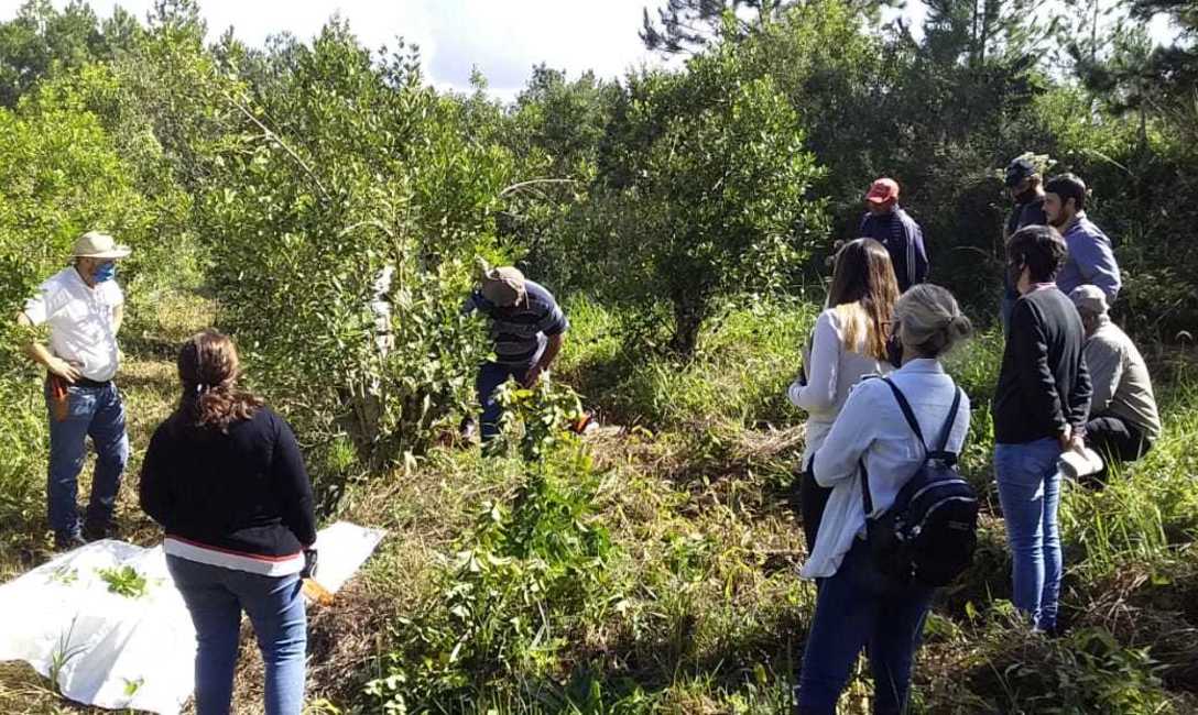 Imagen de �El Servicio de Extensi&oacute;n Yerbatero del INYM va camino a consolidarse�