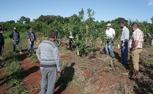 Imagen de Con buen manejo y asistencia t&eacute;cnica, un peque&ntilde;o productor alcanz&oacute; los 20 mil kilos de hoja verde por hect&aacute;rea