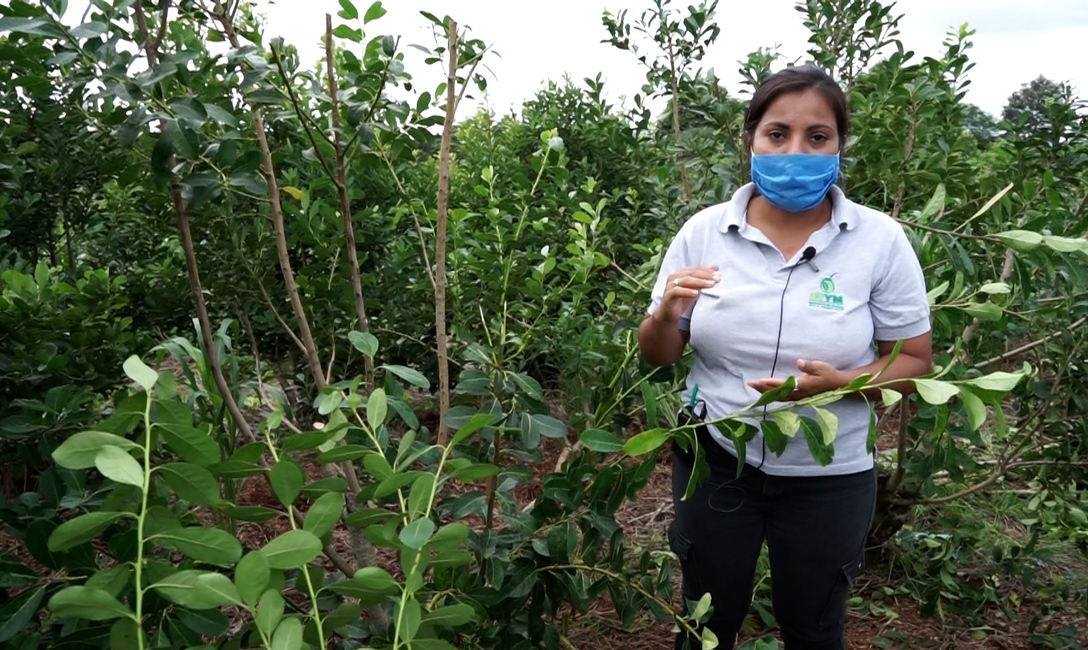 Ing. Vanesa Ortega. Servicio de Extensi&oacute;n Yerbatero del INYM