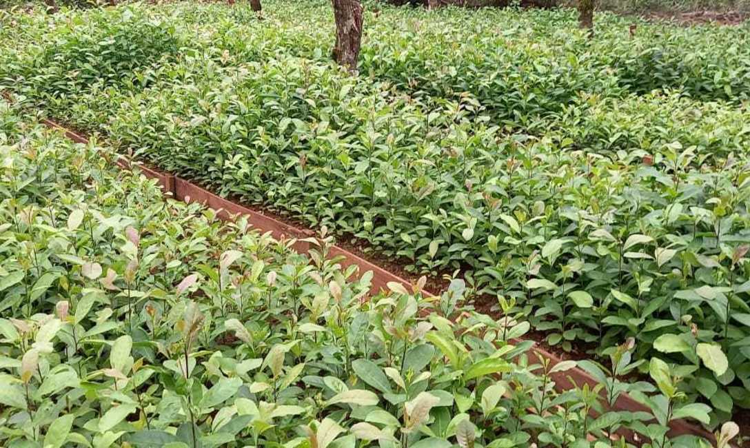 Imagen de El viernes, capacitaci&oacute;n para viveros de yerba mate