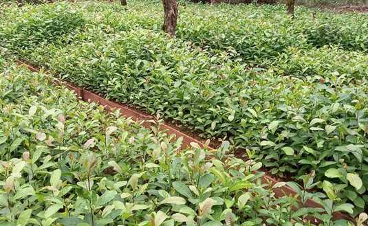 Imagen de El viernes, capacitaci&oacute;n para viveros de yerba mate