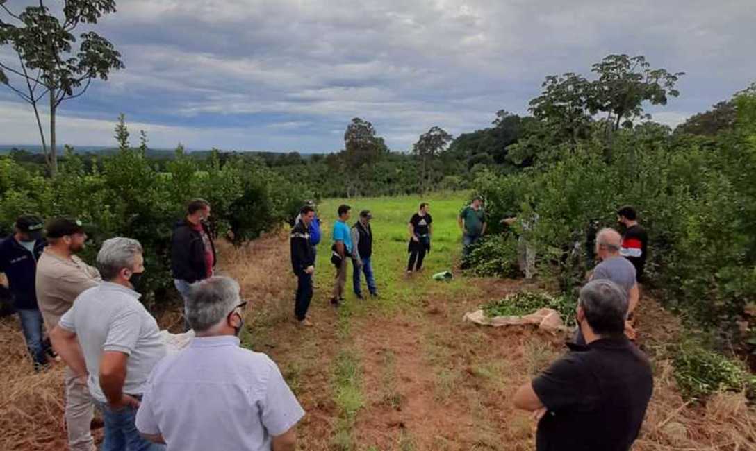 Y para aumentar el rendimiento de las cosechas, la t&eacute;cnica de corte de rama madura.