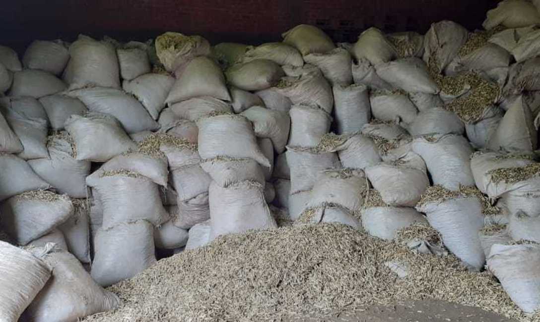 Imagen de Otros 400 mil kilos de palitos fueron inutilizados por el INYM para garantizar calidad al producto final