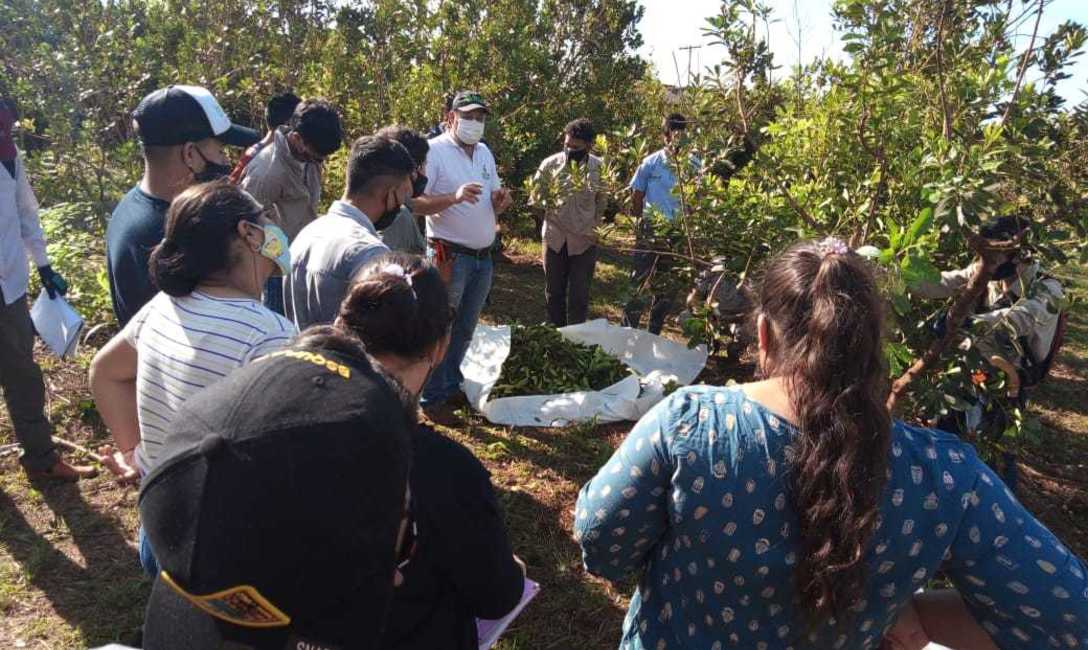 Imagen de Estudiantes de la EFA de Colonia Uni&oacute;n aprenden en el yerbal
