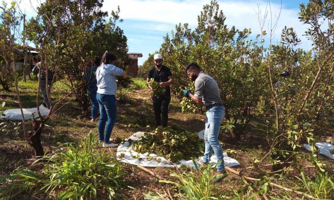 Imagen de Estudiantes de la EFA de Colonia Uni&oacute;n aprenden en el yerbal