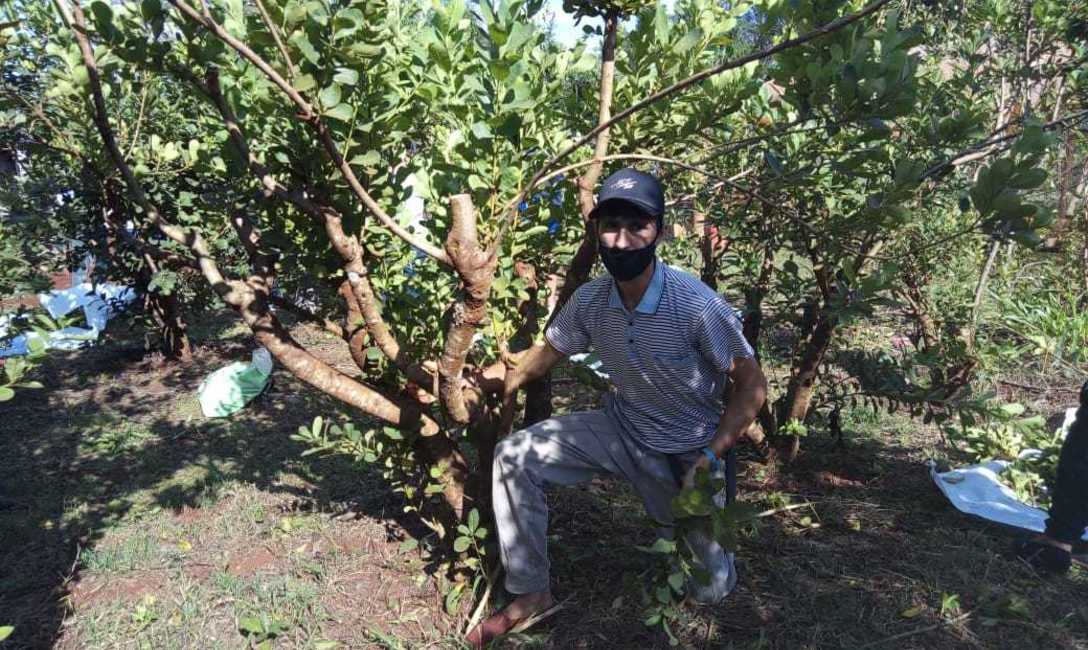 Imagen de Estudiantes de la EFA de Colonia Uni&oacute;n aprenden en el yerbal