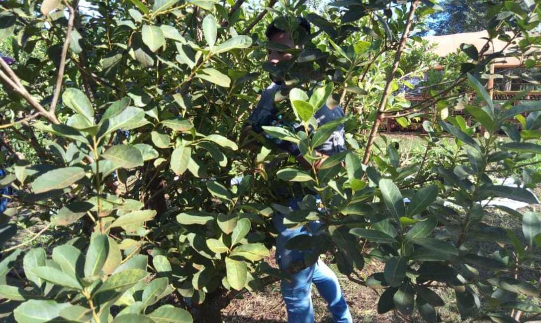 Imagen de Estudiantes de la EFA de Colonia Uni&oacute;n aprenden en el yerbal