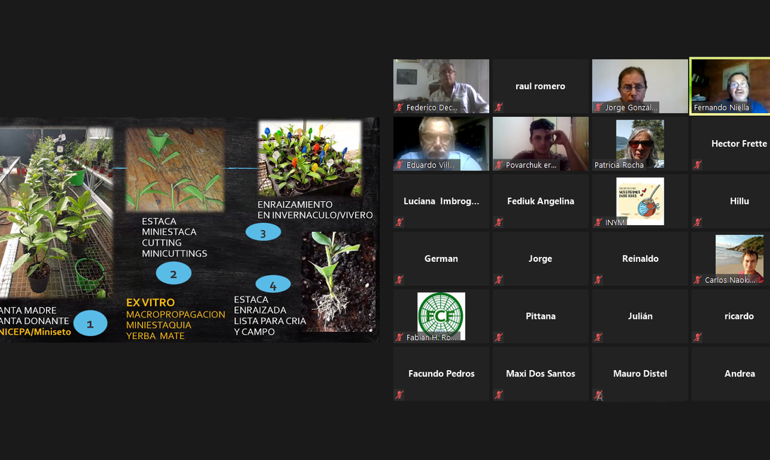 Imagen de Comenz&oacute; el Curso Taller �Propagaci&oacute;n por Minicepas y Miniestacas de Yerba Mate�