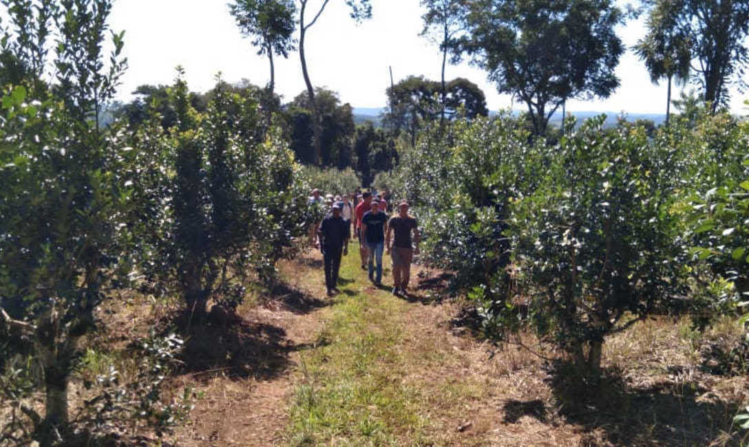 Imagen de El productor Drebel increment&oacute; 50 por ciento el rendimiento del yerbal