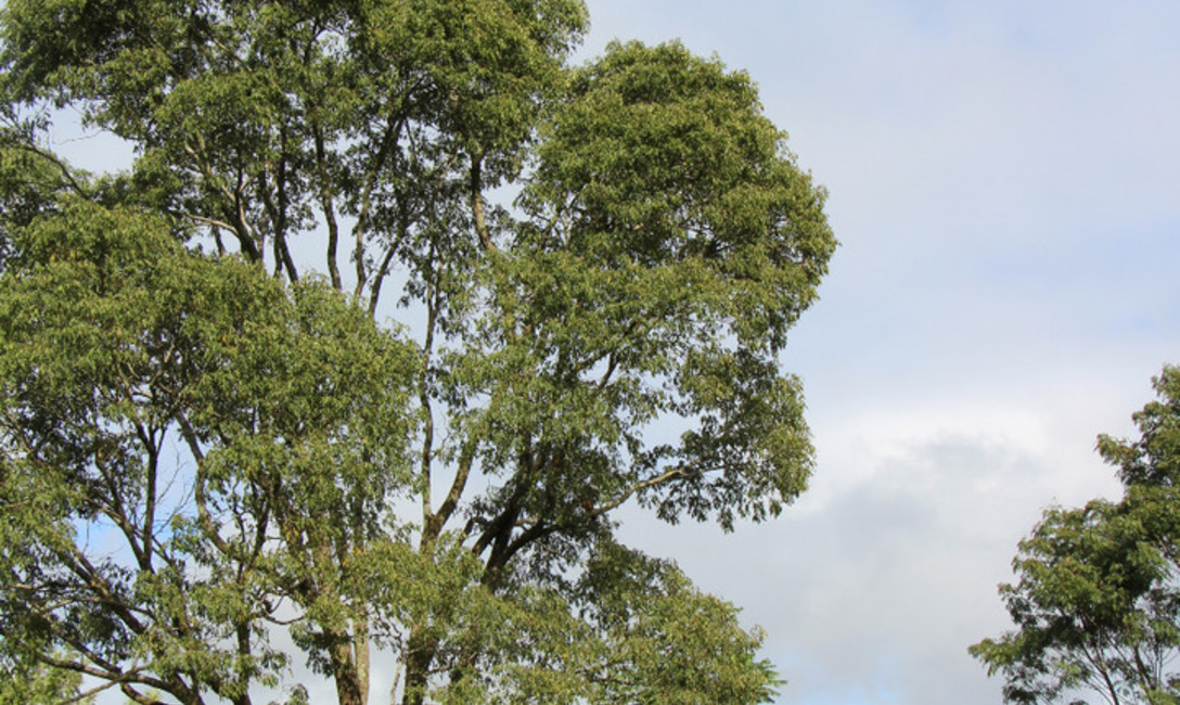 Los árboles, como el mate, indispensables para el buen vivir en la Tierra. Los árboles, como el mate, indispensables para el buen vivir en la Tierra.