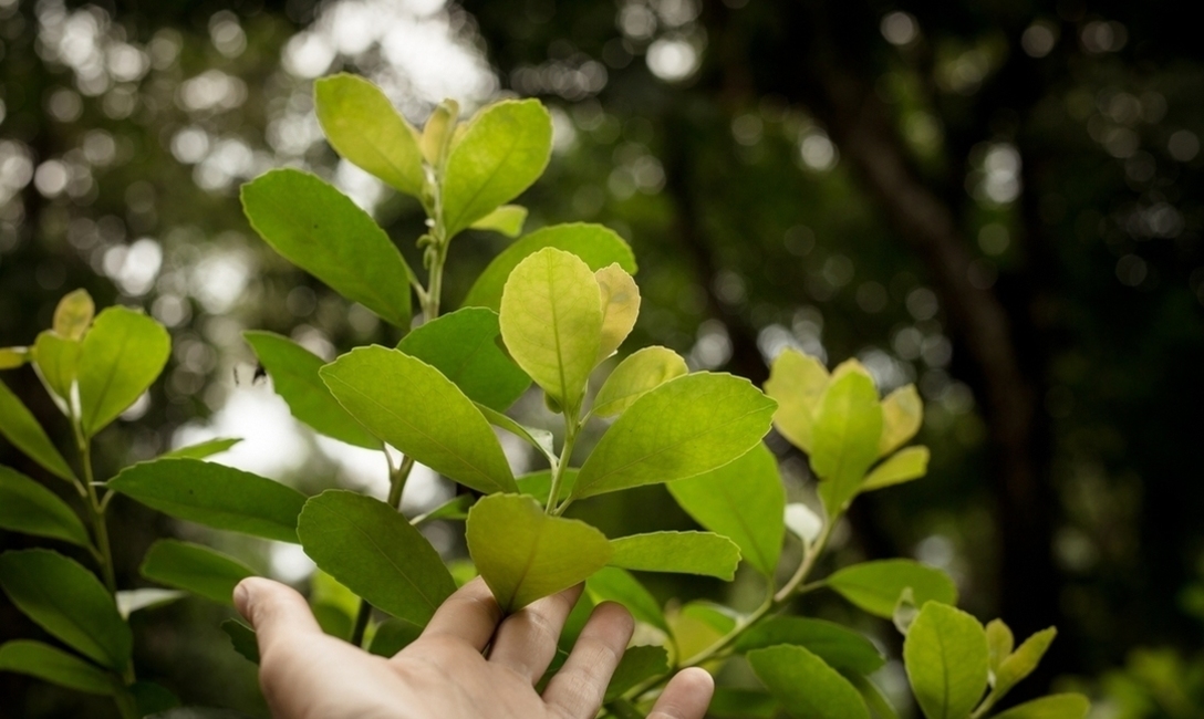 Es importante concientizar tanto a los productores como a los consumidores, para lograr más yerba mate ecológica, señaló Fabina Pose de la Fundación. Es importante concientizar tanto a los productores como a los consumidores, para lograr más yerba mate ecológica, señaló Fabina Pose de la Fundación.