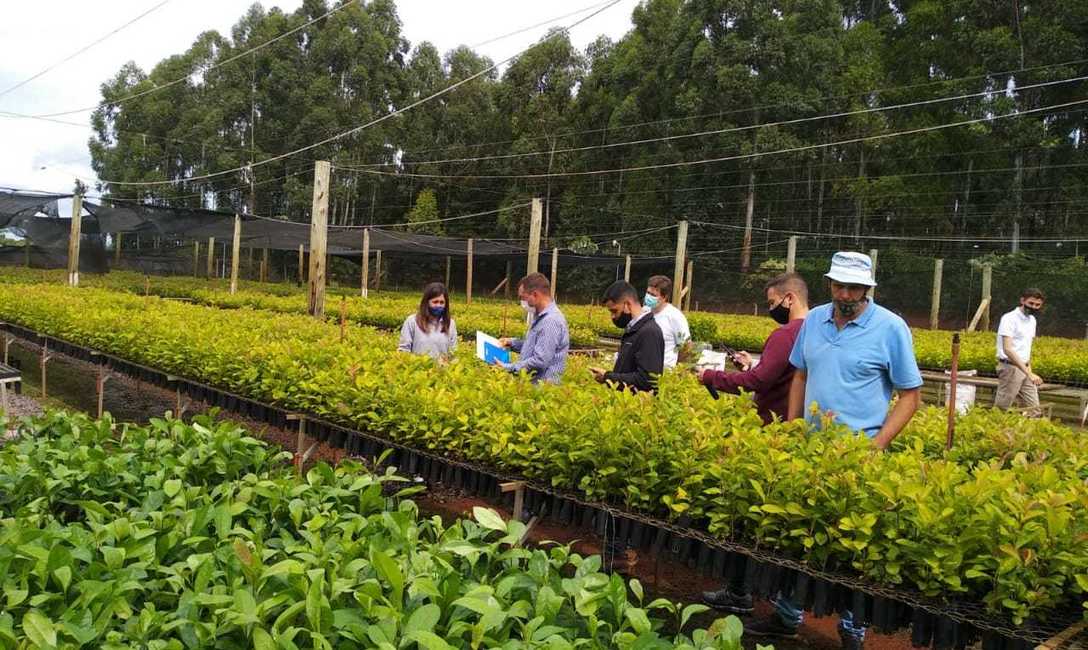 Imagen de Nueva jornada sobre propagaci&oacute;n por minicepas y miniestacas de yerba mate