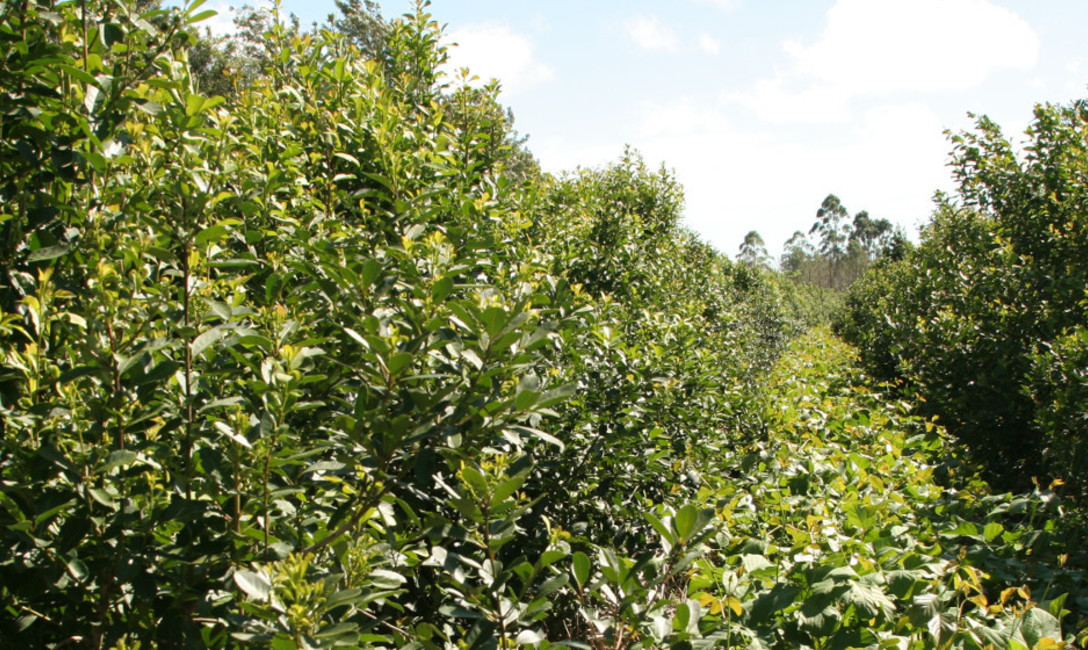 Imagen de Registro de productores y yerbales, el lunes en Campo Viera