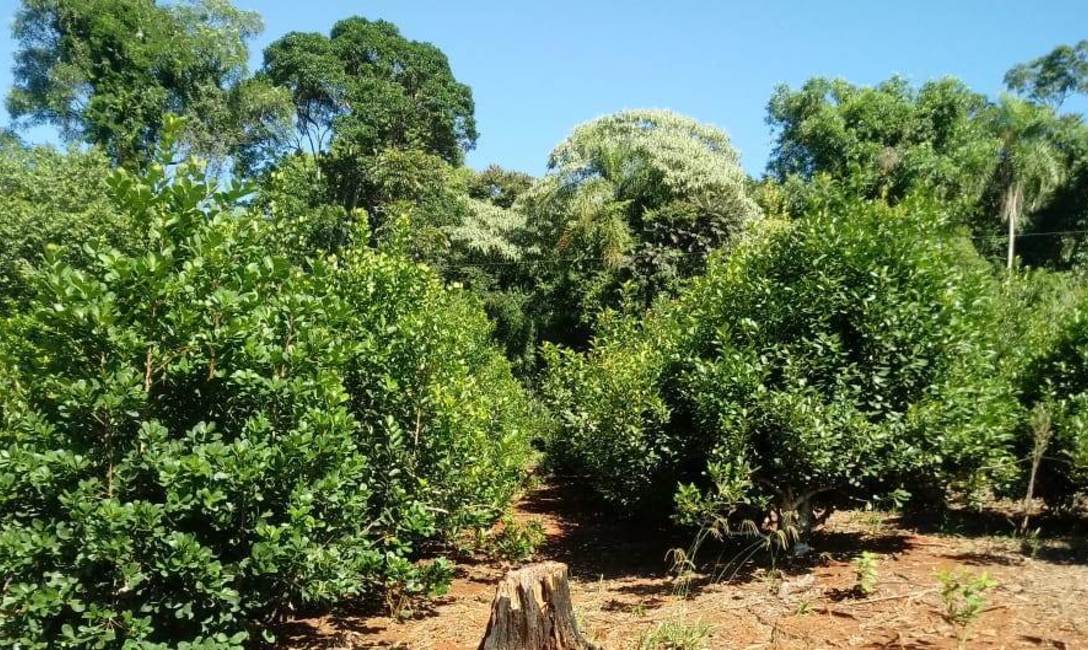 Imagen de Peque&ntilde;os productores de yerba mate