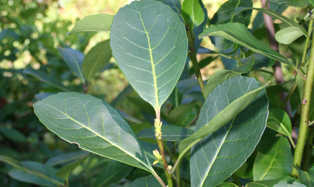 Imagen de La Secretar&iacute;a de Agricultura fij&oacute; los nuevos valores m&iacute;nimos para la materia prima